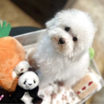 トイプードル(ティーカップ)【埼玉県・女の子・2024年8月11日・クリーム】の写真「仲良し姉妹」