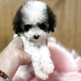 トイプードル(タイニー)