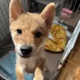 豆柴
