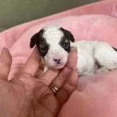 タイニープードル