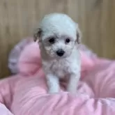 タイニープードル