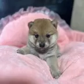 柴犬(標準サイズ)