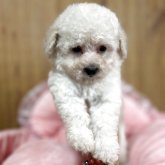 トイプードル(タイニー)