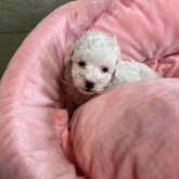 トイプードル(タイニー)