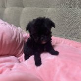 チワプー(トイプードル×チワワ)