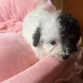 タイニープードル