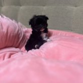 チワプー(トイプードル×チワワ)