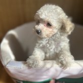 トイプードル(タイニー)