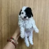 タイニープードル