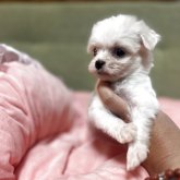 チワプー(トイプードル×チワワ)