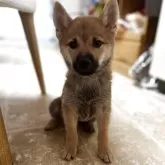 豆柴