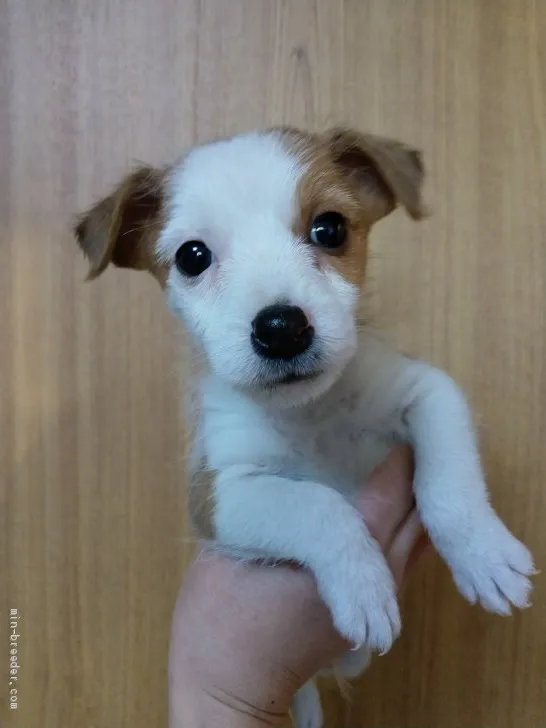 ID：2101-03177の子犬