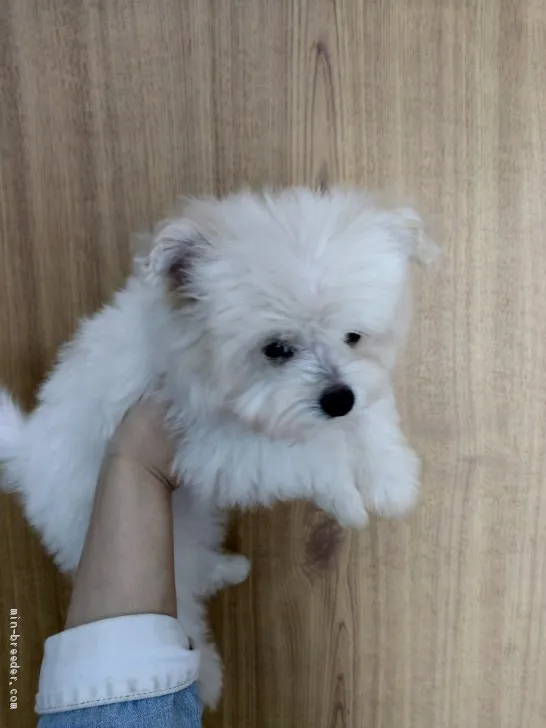 ID：2002-01704の子犬