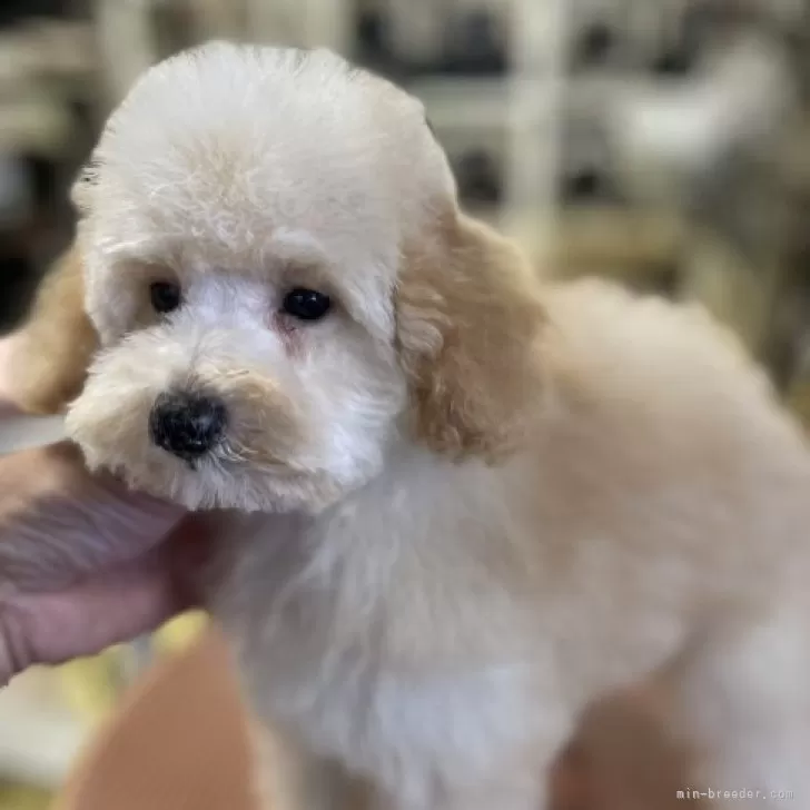 ID：2310-00025の子犬