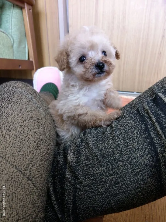 ID：1912-02081の子犬