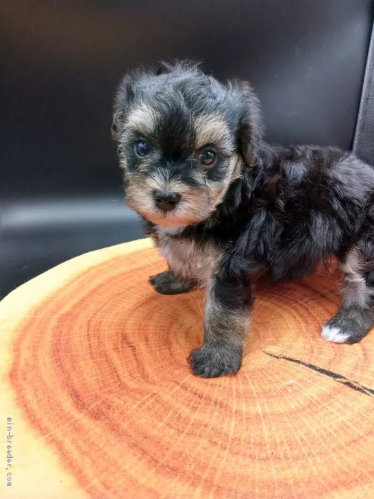 ID：2006-00582の子犬