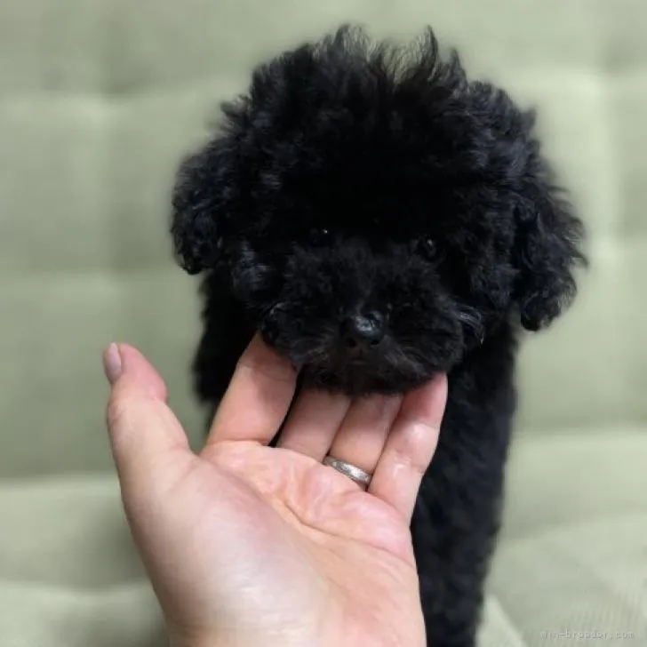ID：2209-03416の子犬