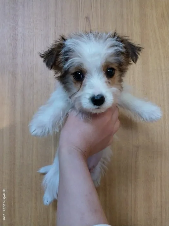 ID：2101-03178の子犬