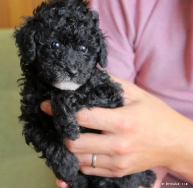 ID：1910-00873の子犬