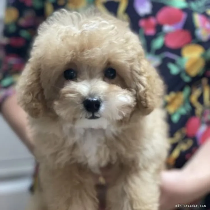 ID：2210-00344の子犬
