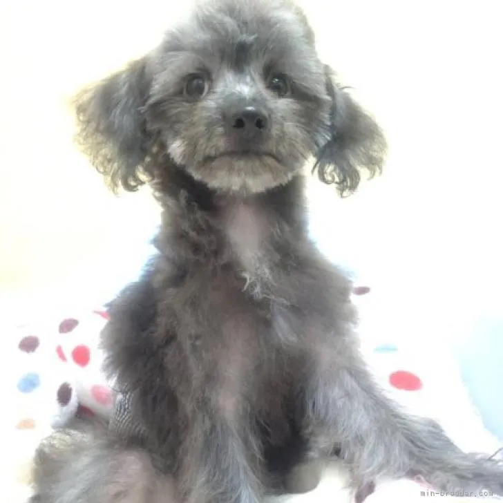 ID：2206-01328の子犬