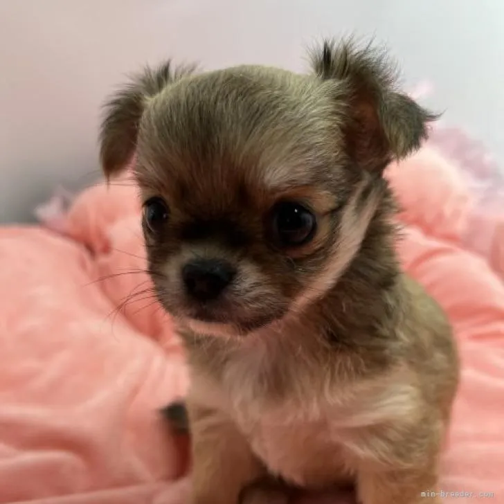ID:2209-03409の子犬