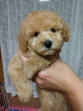 トイプードル(タイニー)【埼玉県・男の子・2020年12月9日・アプリコット】の写真「３兄妹、まだ少し臆病な所もありますが、元気で活発。」