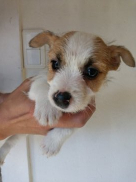 ジャックラッセルテリア【埼玉県・男の子・2021年11月4日・ホワイトタン】の写真「ラフ毛＆柄多め＆小さめ」