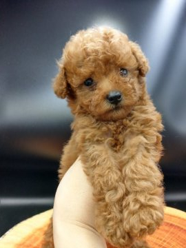 トイプードル(タイニー)【埼玉県・女の子・2020年5月26日・レッド】の写真「3兄妹の中で最も小顔の持ち主✨」