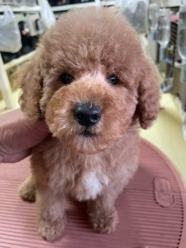 トイプードル(トイ)【埼玉県・男の子・2022年2月3日・アプリコット】の写真「親譲りな穏やかな性格になる予定です」