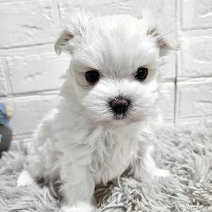 ID：2504-06220の子犬