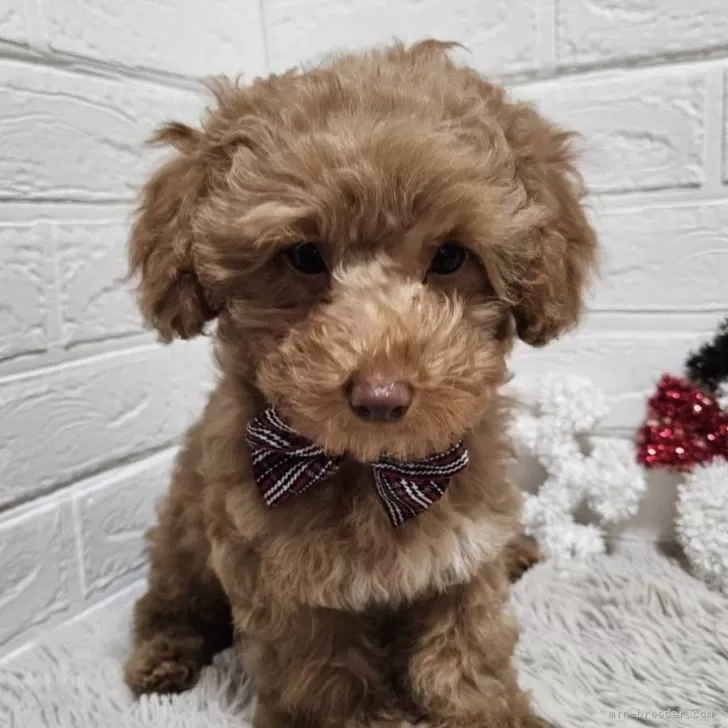 ID：2411-05327の子犬