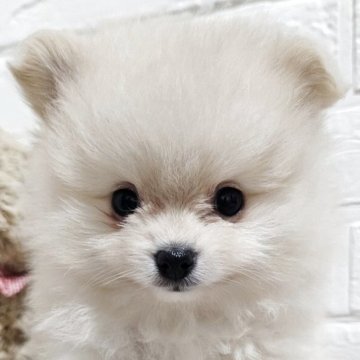 ポメラニアン【三重県・男の子・2025年3月24日・クリーム】の写真「４姉弟唯一の男の子🍀
5/9現在870g」