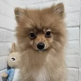 ポメラニアン