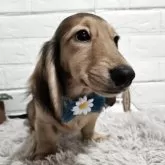 ミニチュアダックスフンド(ロング)【三重県・男の子・2025年3月9日・シェーデッドイエロー】の写真9