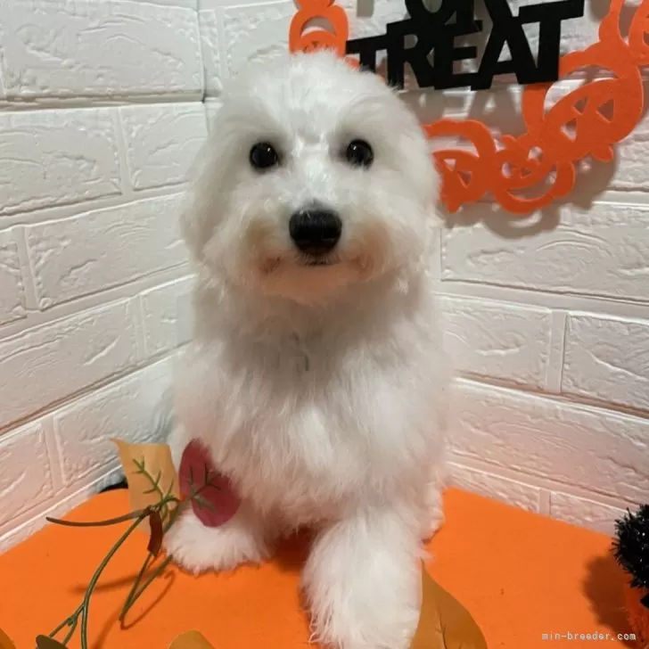 ID：2406-02079の子犬