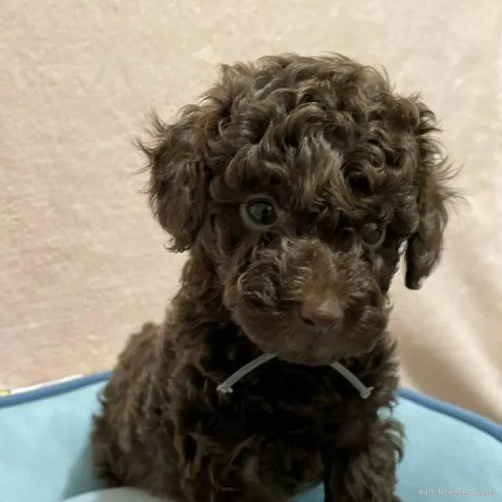 ID：2207-05220の子犬