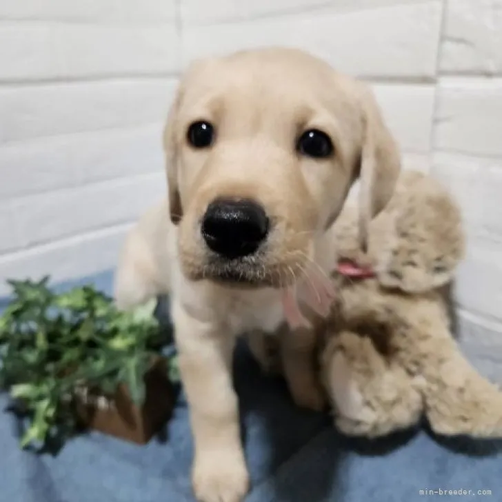 ID：2306-03641の子犬