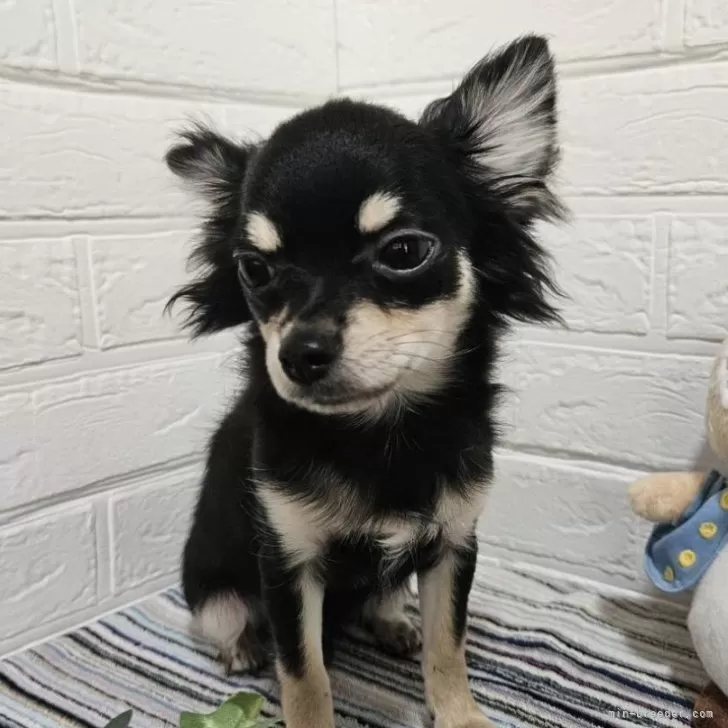 ID：2402-06300の子犬