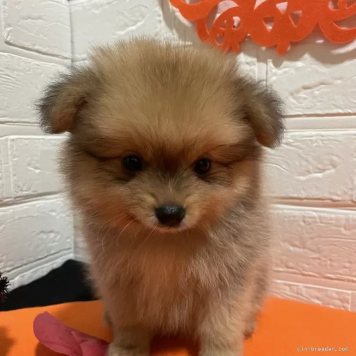 ID：2409-07840の子犬
