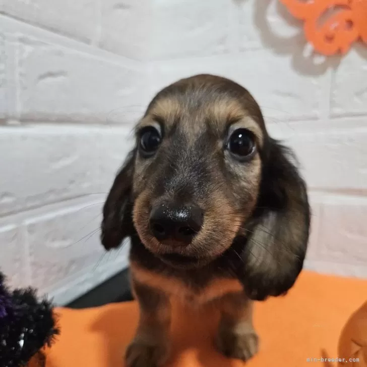 ID：2408-03796の子犬
