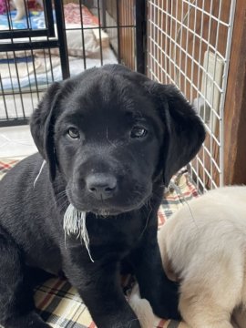 ラブラドールレトリバー【三重県・男の子・2022年1月19日・ブラック】の写真「3月18日で受付を終了します。男の子の次男くん」