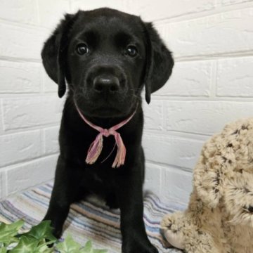 ラブラドールレトリバー【三重県・女の子・2023年5月16日・ブラック】の写真「ムチムチコロコロの三女ちゃん♡」