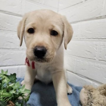 ラブラドールレトリバー【三重県・女の子・2023年5月16日・イエロー】の写真「ムチムチコロコロの次女ちゃん♡」