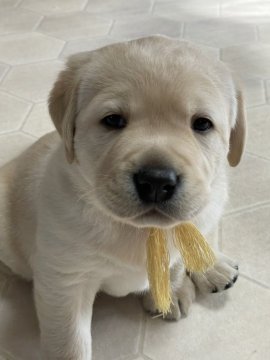 ラブラドールレトリバー【三重県・男の子・2022年1月16日・イエロー】の写真「ころころ男の子の四男くん！」