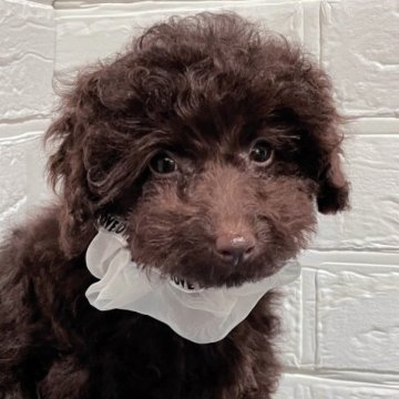 トイプードル(トイ)【三重県・男の子・2023年1月5日・ブラウン】の写真「愛嬌たっぷりの男の子です🎵」
