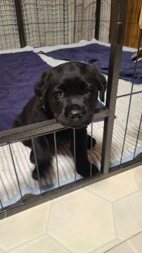 ラブラドールレトリバー【三重県・男の子・2022年3月18日・ブラック】の写真「毎日元気に走り回っている三男くん！」