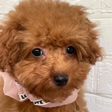 トイプードル(トイ)【三重県・女の子・2023年1月5日・レッド】の写真「三兄妹唯一の女の子🎀」