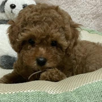 トイプードル(トイ)【三重県・女の子・2022年8月5日・レッド】の写真「マイペースな長女ちゃん」