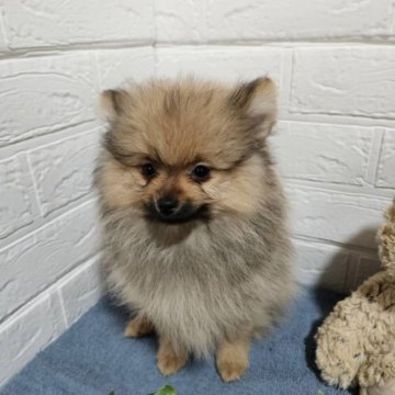 ポメラニアン【三重県・男の子・2023年3月28日・ウルフセーヴル】の写真「愛嬌たっぷりの男の子です😊」